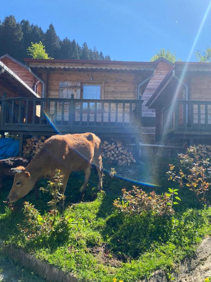 Chalet Pilita Bungalov&rest Ayder Yaylasi